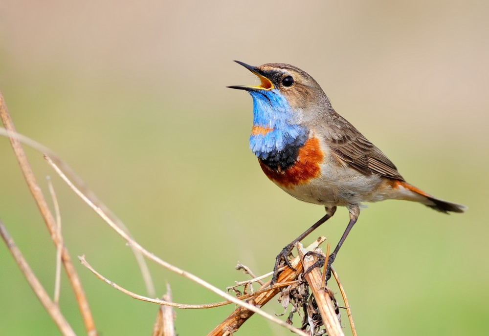 Oiseau gorgebleu à miroir perché sur une branche