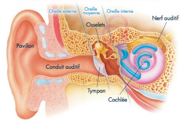 schéma médical de l'anatomie de l'oreille humaine