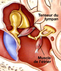 schéma médical des muscles de l'oreille moyenne